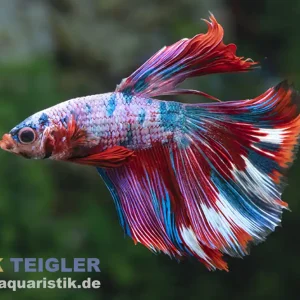 Günstig Halfmoon Kampffisch Galaxy, Männchen, Betta splendens